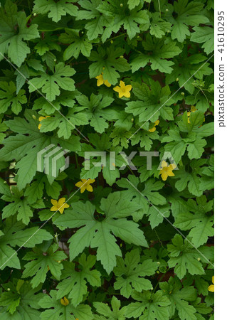 Bitter melon green curtain 41610295