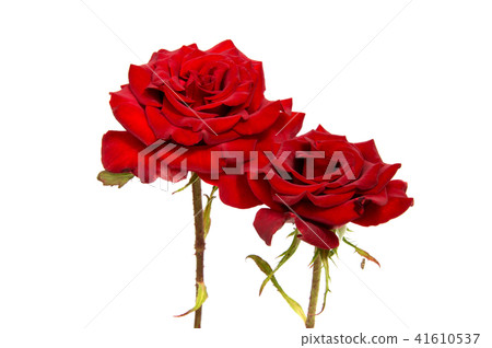 Red rose flower head isolated on white Red rose flower head isolated on white 41610537