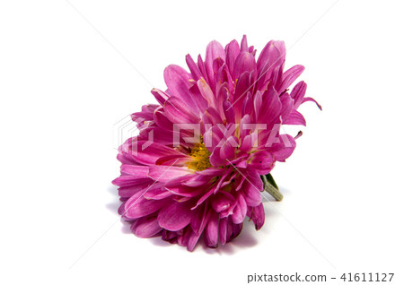 Colorful aster flowers isolated white background Colorful aster flowers isolated white background 41611127