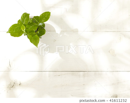 葉子植物 41611232