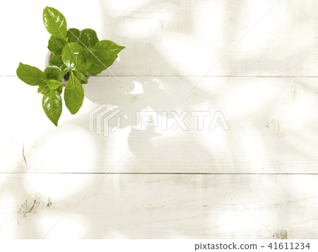 葉子植物 葉子植物 41611234