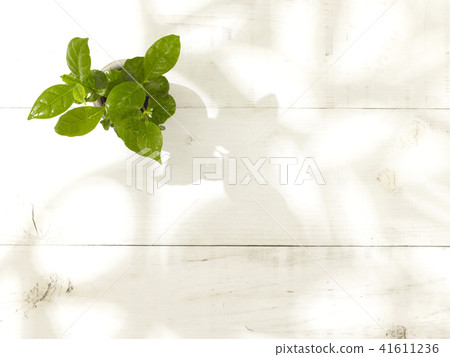 葉子植物 葉子植物 41611236