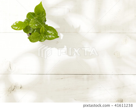 葉子植物 葉子植物 41611238