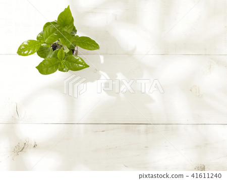 葉子植物 葉子植物 41611240