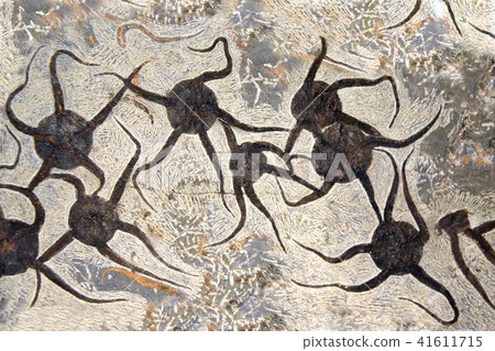 Petrified fossil starfishes Petrified fossil starfishes 41611715