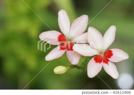 Himehimeigami虹膜 Himehimeigami虹膜 41611900