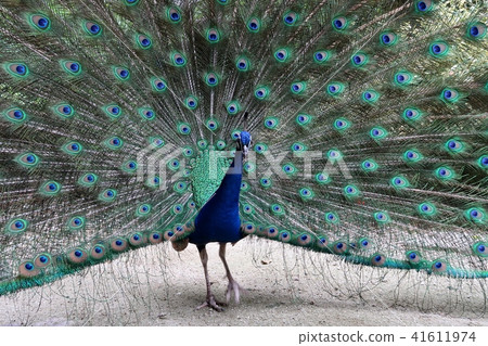 Male peacock spreading its feathers Male peacock spreading its feathers 41611974