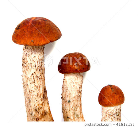 Fresh forest mushroom boletus with a thick Fresh forest mushroom boletus with a thick 41612155