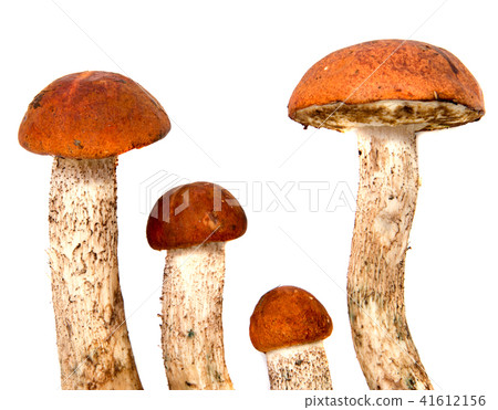 Fresh forest mushroom boletus with a thick Fresh forest mushroom boletus with a thick 41612156