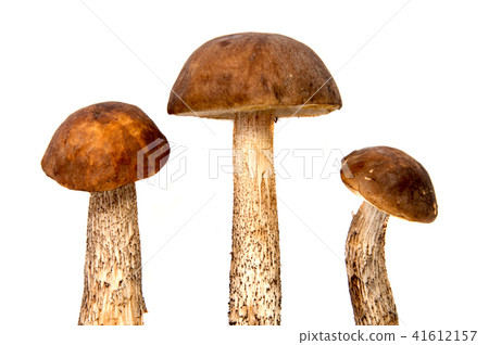 Fresh forest mushroom boletus with a thick Fresh forest mushroom boletus with a thick 41612157