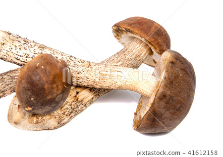 Fresh forest mushroom boletus with a thick Fresh forest mushroom boletus with a thick 41612158