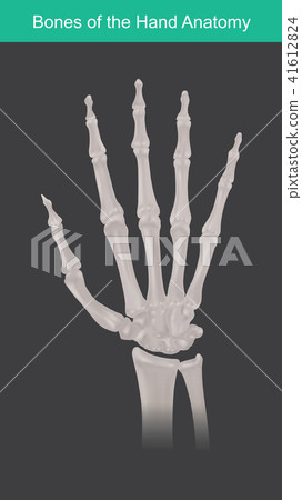Anatomy of human hand and fingers bones. Top view. 41612824