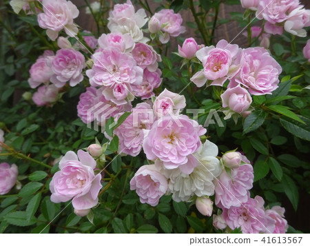 Cute pink mini roses 41613567