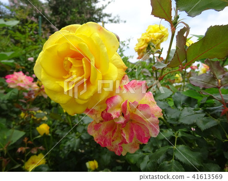 Yellow and pink roses blooming side by side 41613569