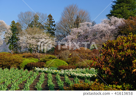 群馬縣沼田市Numata城堡遺址 群馬縣沼田市Numata城堡遺址 41613658