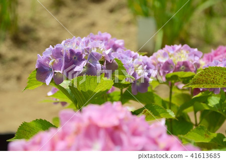 充滿個性的繡球花 41613685