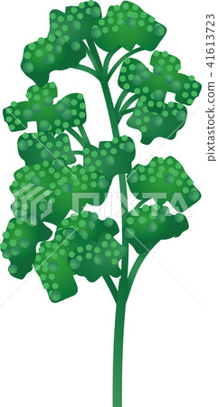 Parsley Parsley 41613723