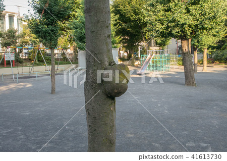 Park tree bumps Park tree bumps 41613730