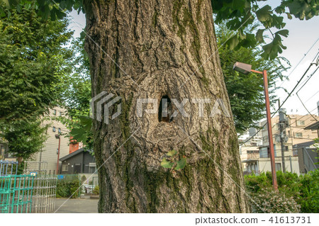 Park tree bumps 41613731