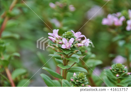 Hama weeds Kaya hair varieties Hama Toko Hama Hama varieties Hama boss Lysimachia mauritiana Hama weeds Kaya hair varieties Hama Toko Hama Hama varieties Hama boss Lysimachia mauritiana 41613757