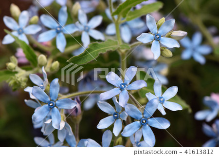 Blue Star 41613812