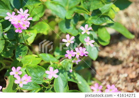 Murasaki Kabaki Flower 41614271