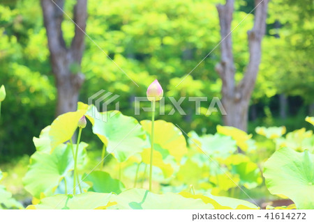 Lotus flower 41614272