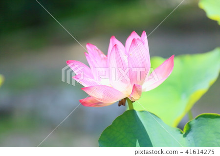 Lotus flower Lotus flower 41614275