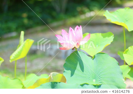 Lotus flower Lotus flower 41614276