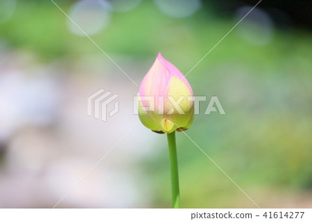 Lotus flower Lotus flower 41614277