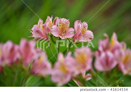 前面模糊和百合水仙花 41614534