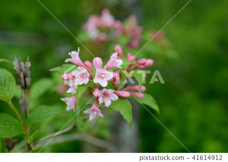 Weigela 41614912