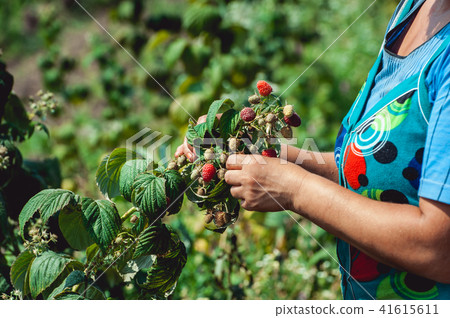 Close up of fresh organic berries with green leaves on raspberry cane. Summer garden in village. Close up of fresh organic berries with green leaves on raspberry cane. Summer garden in village. 41615611