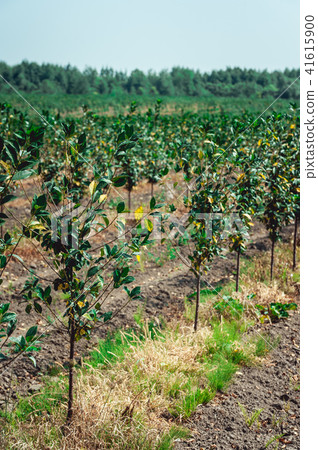 young cherry orchard. rows of young trees , summer. young cherry orchard. rows of young trees , summer. 41615900