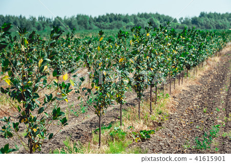 young cherry orchard. rows of young trees , summer. young cherry orchard. rows of young trees , summer. 41615901