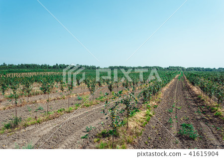 young cherry orchard. rows of young trees , summer. young cherry orchard. rows of young trees , summer. 41615904