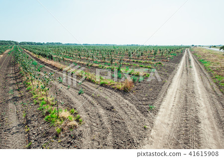 young cherry orchard. rows of young trees , summer. young cherry orchard. rows of young trees , summer. 41615908