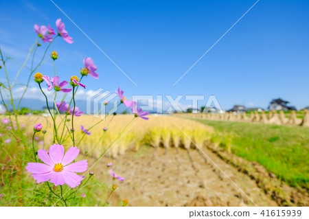 農村風景在秋天 農村風景在秋天 41615939