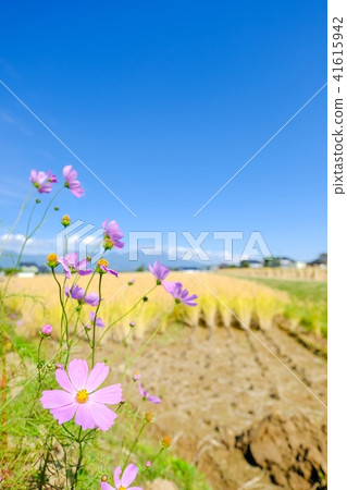 Rural landscape in autumn 41615942