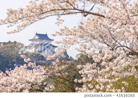 [Chiba Prefecture] Otaki castle ruins cherry blossoms spring 41616168