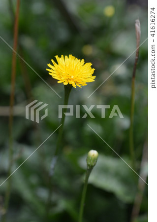 Rough Hawkbit Rough Hawkbit 41616274