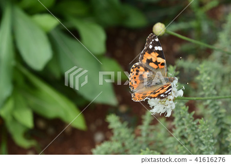 Giant scabious 41616276