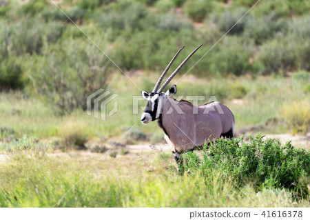 Gemsbok, Oryx gazella in Kalahari 41616378