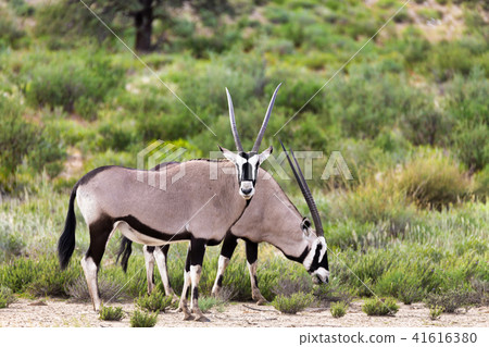 Gemsbok, Oryx gazella in Kalahari Gemsbok, Oryx gazella in Kalahari 41616380