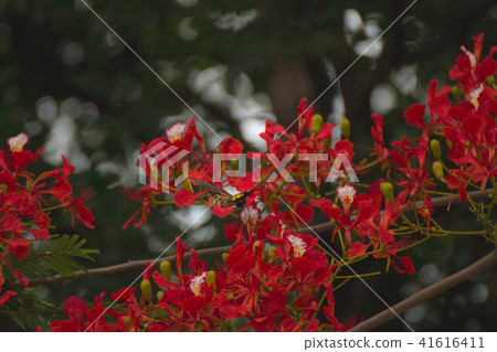 Peacock flowers ,Delonix regia in blossom Peacock flowers ,Delonix regia in blossom 41616411