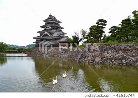 松本城石垣，護城河和天鵝 41616744