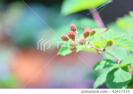 黑莓果實 41617335