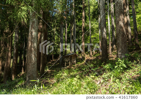 針葉林中的一座小神社 41617860