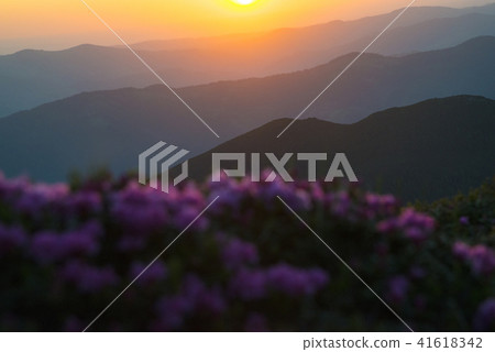 Sunrise in the mountains with blur flowers in foreground Sunrise in the mountains with blur flowers in foreground 41618342