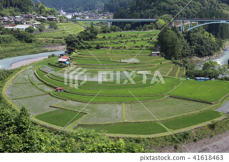 赤島的水稻梯田 赤島的水稻梯田 41618463